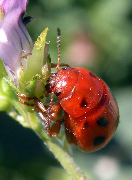 Gonioctena quinquepunctata? No, G. fornicata